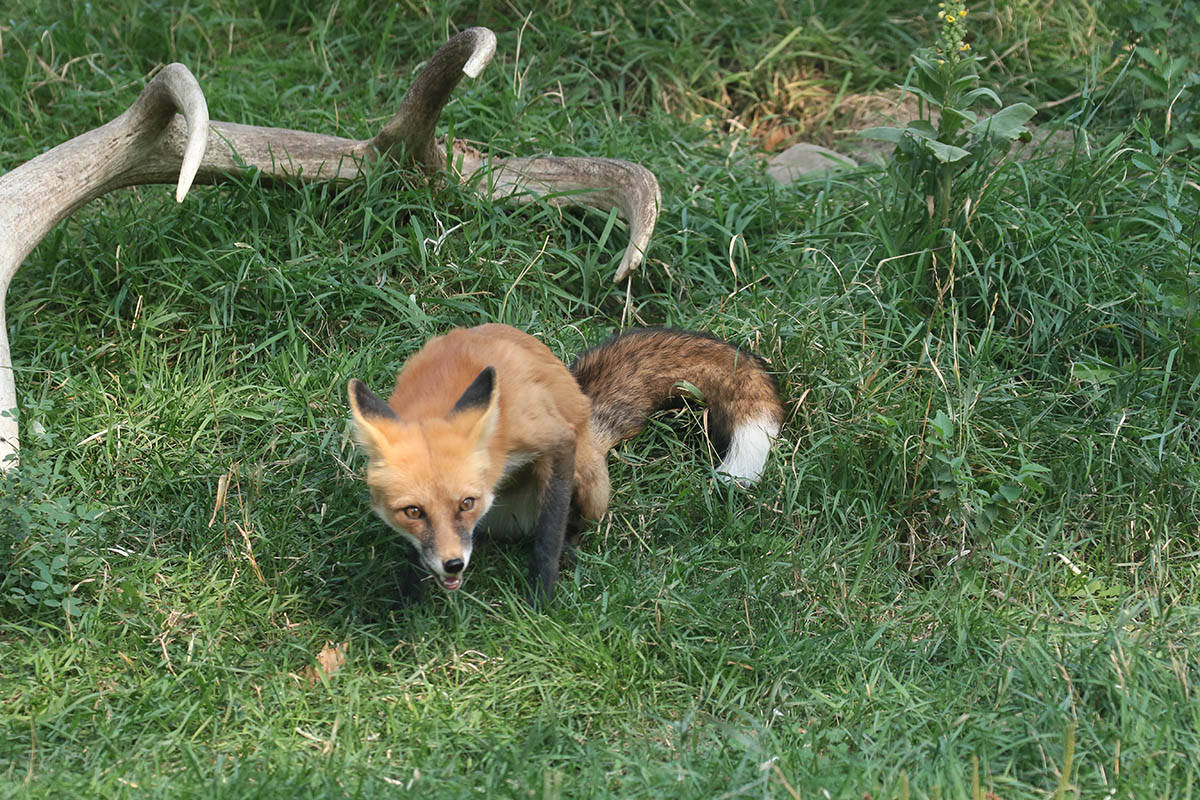 Red Fox - Rode vos